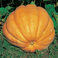 Kings Seeds Pumpkin Dills Atlantic Giant