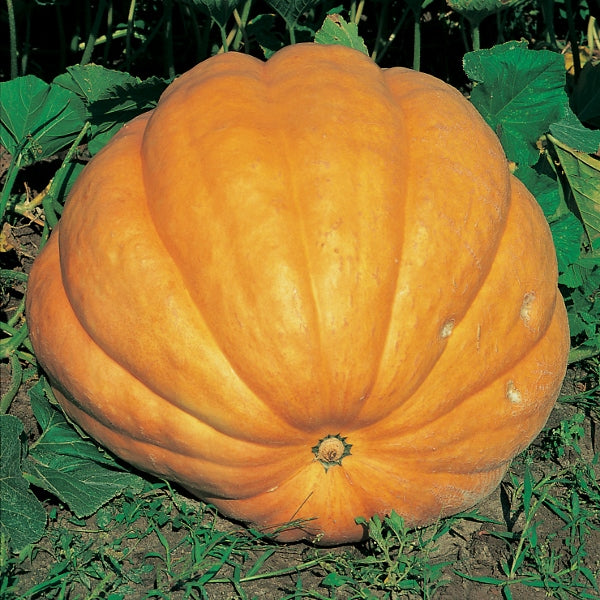 Kings Seeds Pumpkin Dills Atlantic Giant