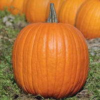 Kings Seeds Pumpkin Expert