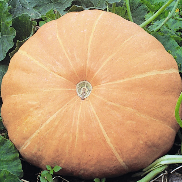 Kings Seeds Pumpkin Hundredweight