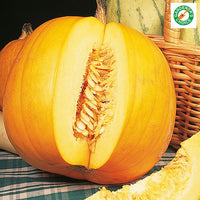 Kings Seeds Pumpkin Jack O Lantern