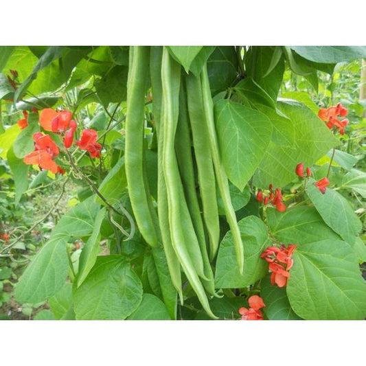 Kings Seeds Runner Bean Benchmaster