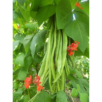 Kings Seeds Runner Bean Firestorm