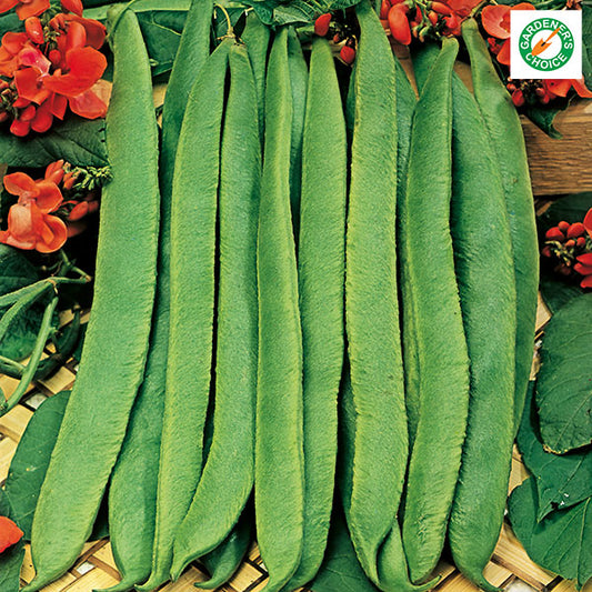 Kings Seeds Runner Bean Scarlet Emperor