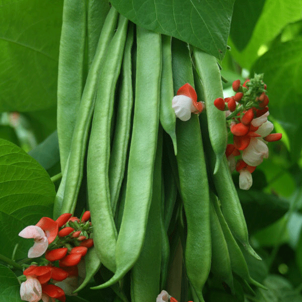 Kings Seeds Runner Bean Tenderstar