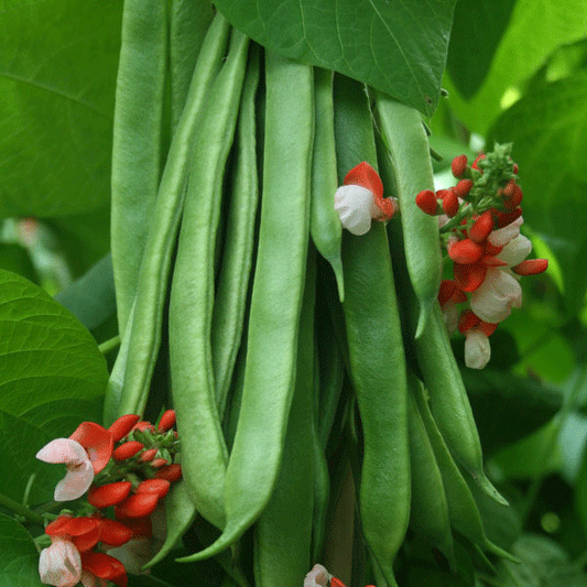 Kings Seeds Runner Bean Tenderstar