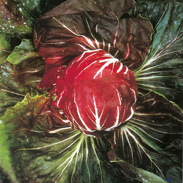 Kings Seeds Radicchio (Chicory) Palla Rossa