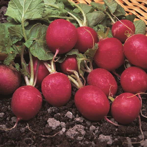 Kings Seeds Radish Cherry Belle