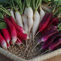 Kings Seeds Radish Multicoloured Breakfast Mixed