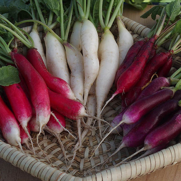 Kings Seeds Radish Multicoloured Breakfast Mixed