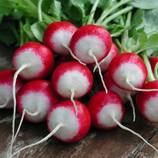 Kings Seeds Radish Poloneza