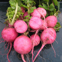 Kings Seeds Radish Redmoon F1