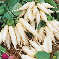 Kings Seeds Radish White Icicle