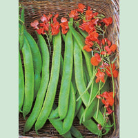 Kings Seeds Runner Bean Lady Di