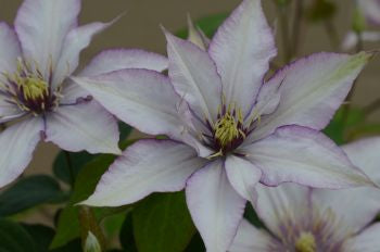 Clematis Samaritan Jo