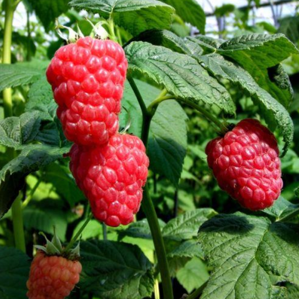 Raspberry Malling Jewel