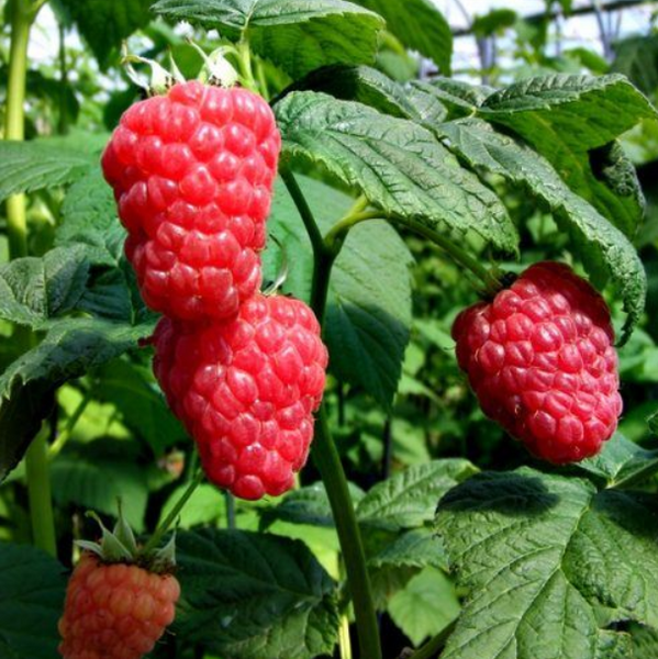Raspberry Malling Jewel