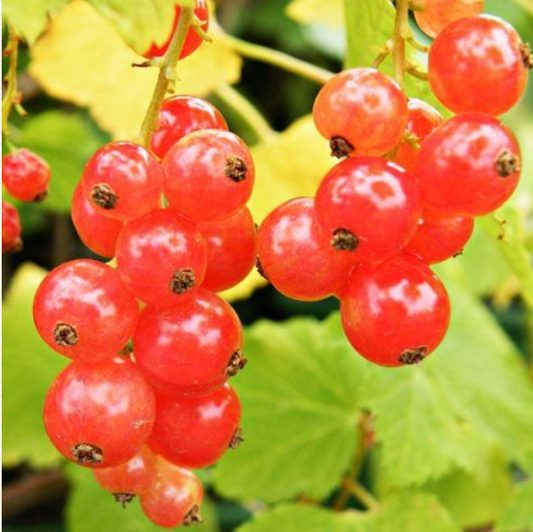 Redcurrant Jonkheer Van Tet