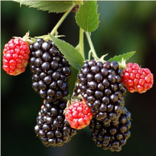 Blackberry Merton Thornless