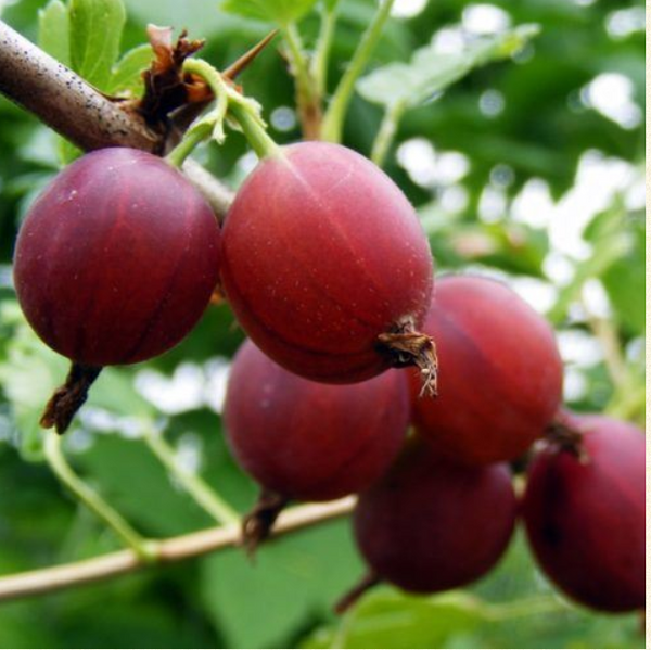 Gooseberry Captivator