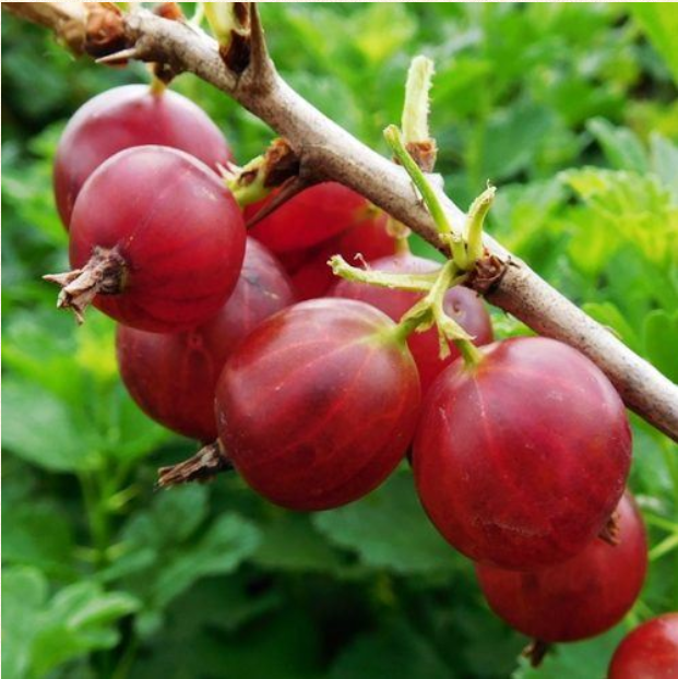 Gooseberry Hinnonmaki Red