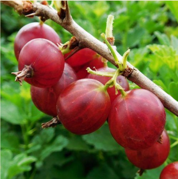 Gooseberry Hinnonmaki Red