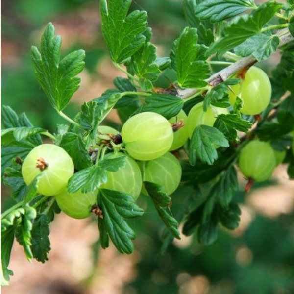 Gooseberry Hinnonmaki Green
