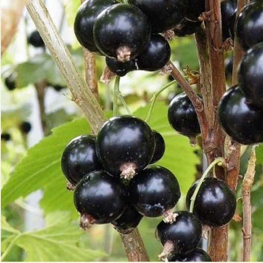 Blackcurrant Ben Sarek
