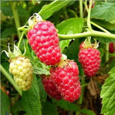 Raspberry Tulameen
