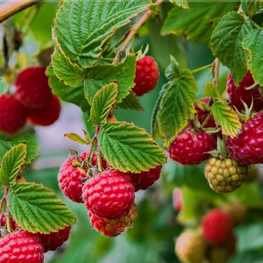 Raspberry Glen Prosen