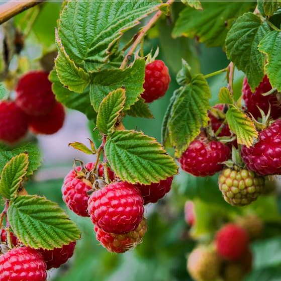 Raspberry Glen Prosen