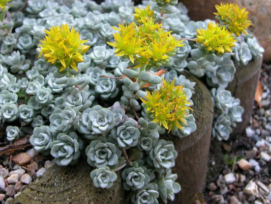 Sedum spathulifolium Cape Blanco