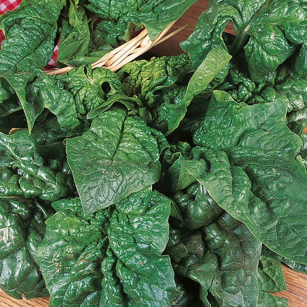 Suffolk Herbs ORGANIC SEEDS Spinach Giant Winter