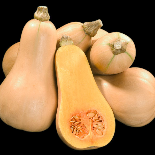 Kings Seeds Squash Winter Butternut Hunter F1