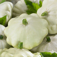 Kings Seeds Squash Patty Pan Custard White