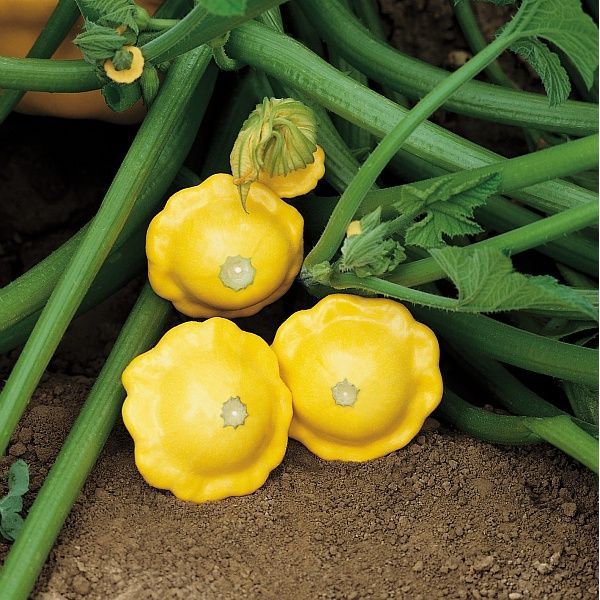 Kings Seeds Squash Patty Pan Sunburst F1