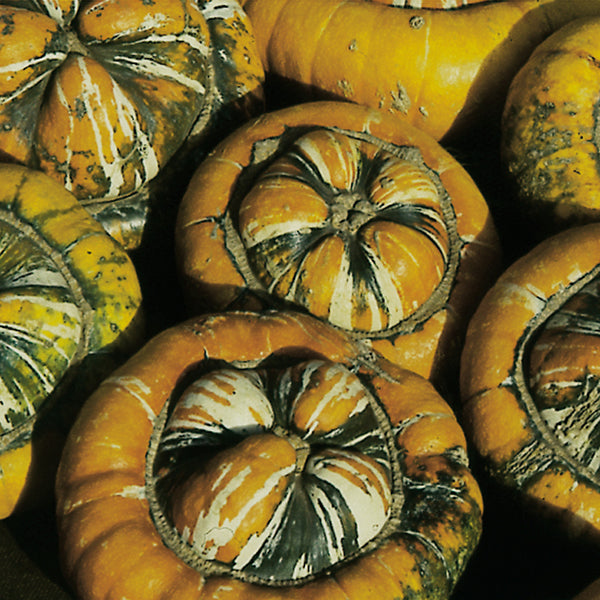 Kings Seeds Squash Winter Turks Turban