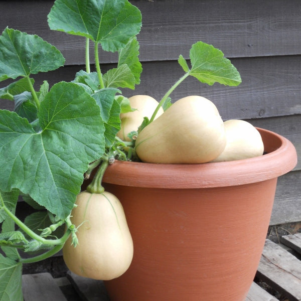 Kings Seeds Squash Winter Butternut Butterbush F1