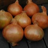 Stuttgarter Onion Sets