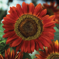 Kings Seeds Sunflower Helianthus Red Sun