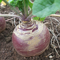 Kings Seeds Swede Marian