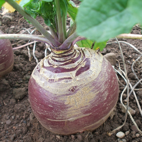 Kings Seeds Swede Marian