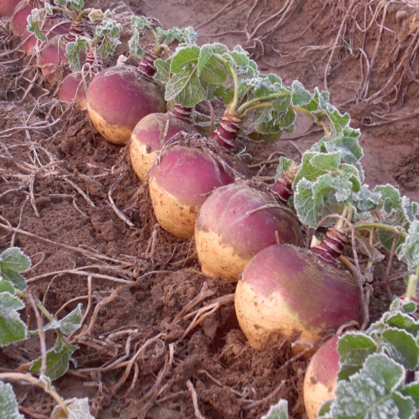Kings Seeds Swede Tweed F1