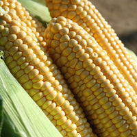 Kings Seeds Sweet Corn Earlibird F1