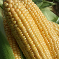 Kings Seeds Sweet Corn Goldcrest F1