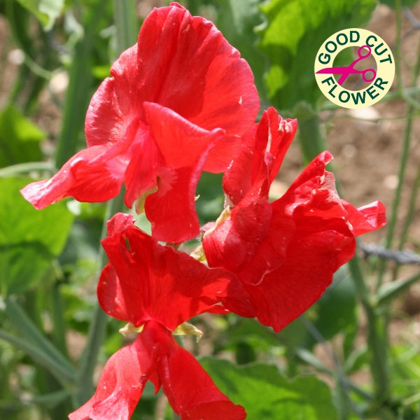 Kings Seeds Sweet Pea Air Warden