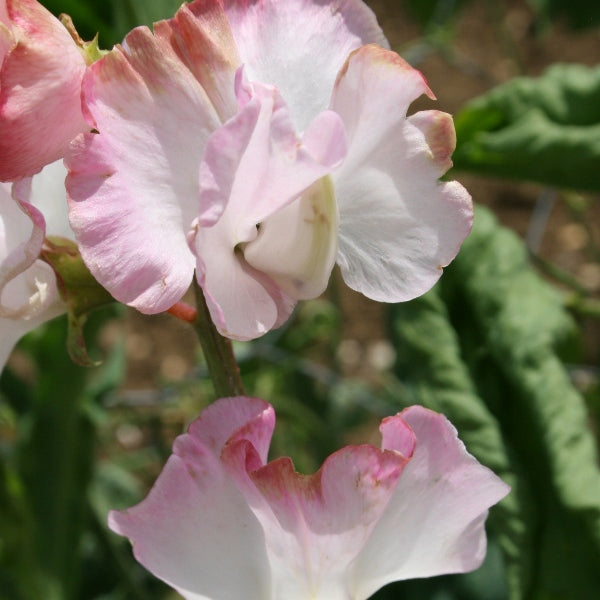 Kings Seeds Sweet Pea Anniversary
