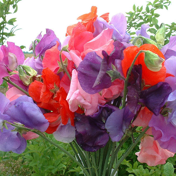 Kings Seeds Sweet Pea Bouquet Mix