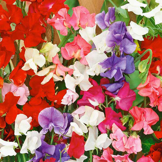 Kings Seeds Sweet Pea Kings Special Mix