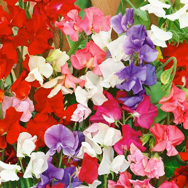 Kings Seeds Sweet Pea Kings Special Mix